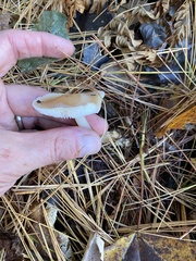 Rhodocollybia