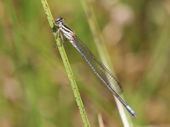 Pseudagrion kersteni