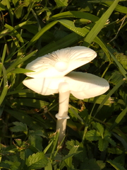 Basidiomycota