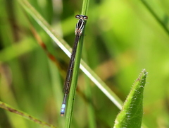 Pseudagrion kersteni