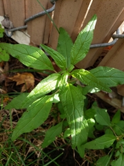 Parietaria pensylvanica