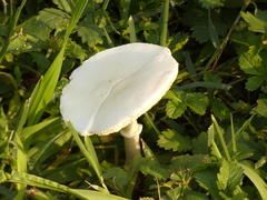 Basidiomycota
