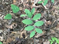 Uvularia sessilifolia