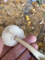 Rhodocollybia