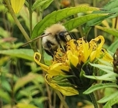 Bombus