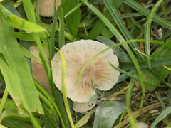 Basidiomycota