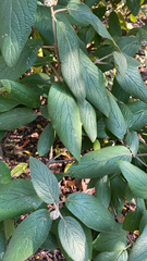 Viburnum rhytidophyllum