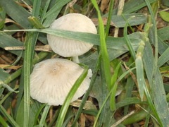 Basidiomycota