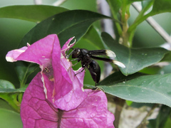 Parachartergus apicaloides