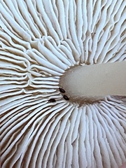 Rhodocollybia