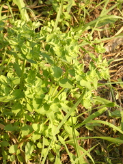 Euphorbia peplus