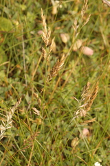 Carex arenaria