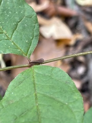 Idiodonus kennicotti