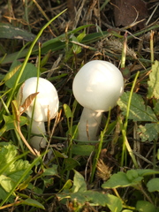 Leucoagaricus leucothites