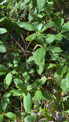 Rhododendron macrophyllum