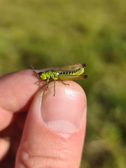 Pseudochorthippus montanus