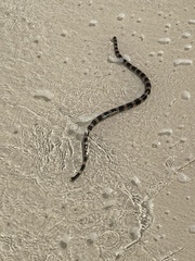 Laticauda saintgironsi