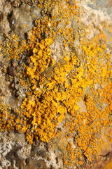 Xanthoria calcicola