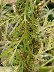 Artemisia biennis