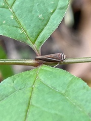 Idiodonus kennicotti