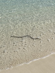 Laticauda saintgironsi