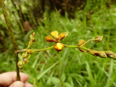 Cyrtochilum