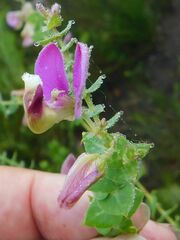 Polygala fruticosa