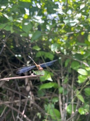 Dythemis sterilis