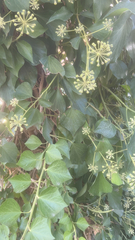 Hedera canariensis