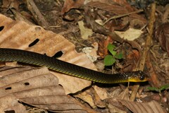 Chironius multiventris