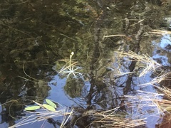 Utricularia radiata