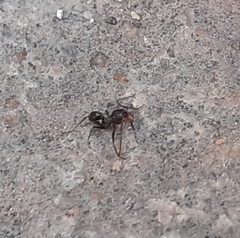 Dorymyrmex antillanus