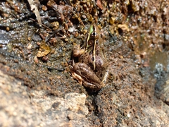 Lithobates magnaocularis