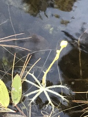 Utricularia radiata