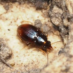 Elaphropus
