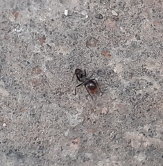 Dorymyrmex antillanus