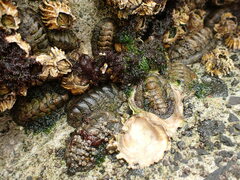Sypharochiton pelliserpentis