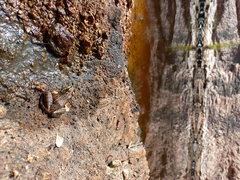 Lithobates magnaocularis