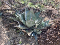 Agave vizcainoensis