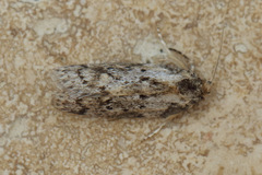 Philobota baryptera