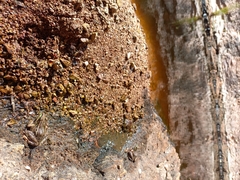 Lithobates magnaocularis