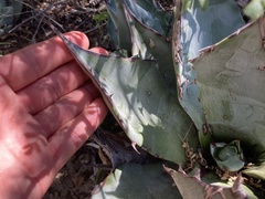 Agave vizcainoensis