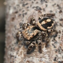 Habronattus fallax