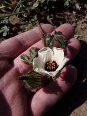Hibiscus trionum