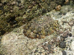 Cellana ornata
