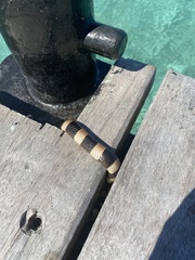 Laticauda saintgironsi