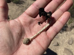 Montagnea arenaria