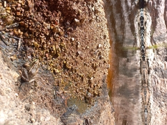 Lithobates magnaocularis