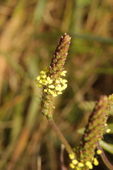 Plantago maritima