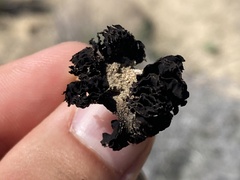 Montagnea arenaria